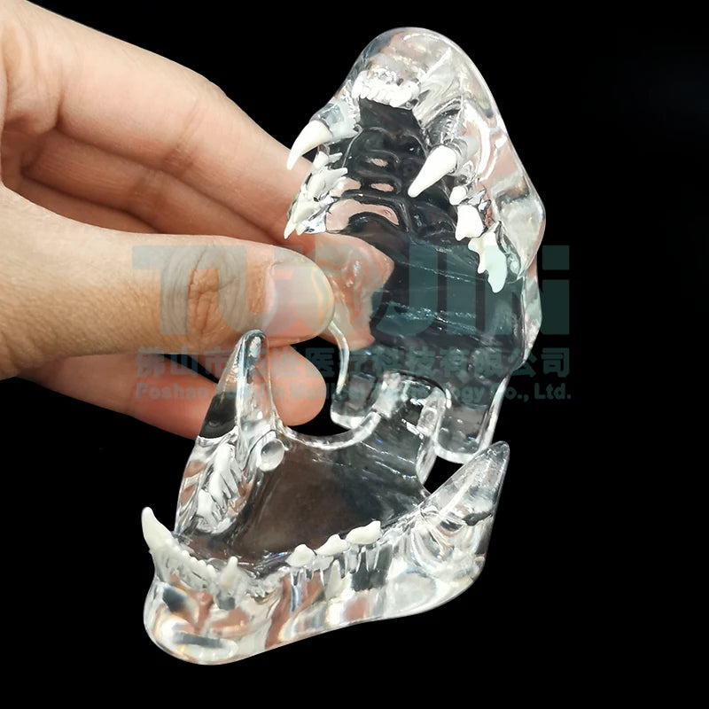 Resin Transparent Dog Cat Teeth Model Pet Dental Teeth Model Animal Resin Tooth Veterinary Dental Teaching