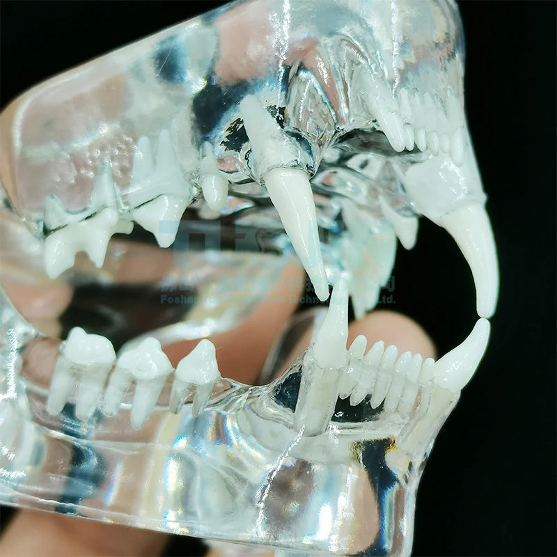 Resin Transparent Dog Cat Teeth Model Pet Dental Teeth Model Animal Resin Tooth Veterinary Dental Teaching