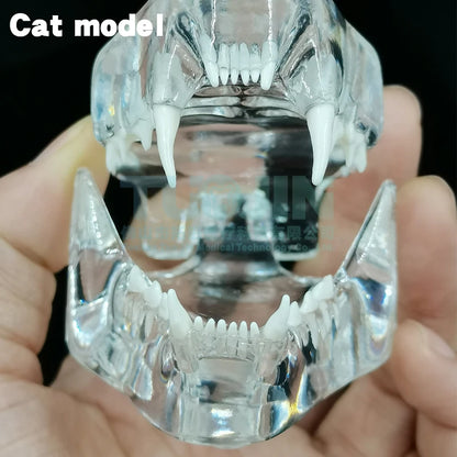 Resin Transparent Dog Cat Teeth Model Pet Dental Teeth Model Animal Resin Tooth Veterinary Dental Teaching