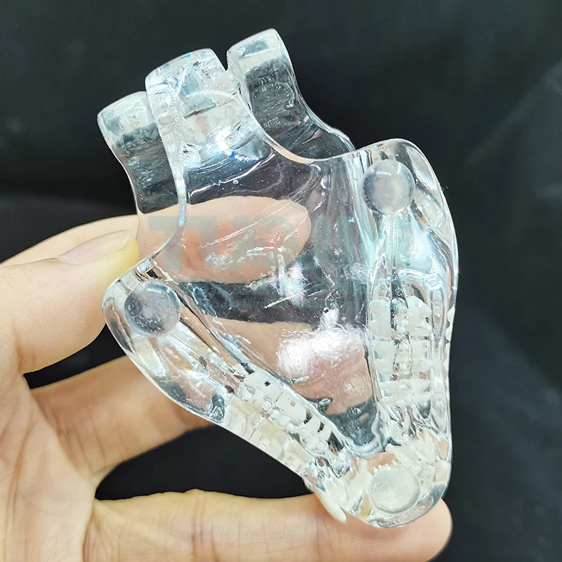 Resin Transparent Dog Cat Teeth Model Pet Dental Teeth Model Animal Resin Tooth Veterinary Dental Teaching