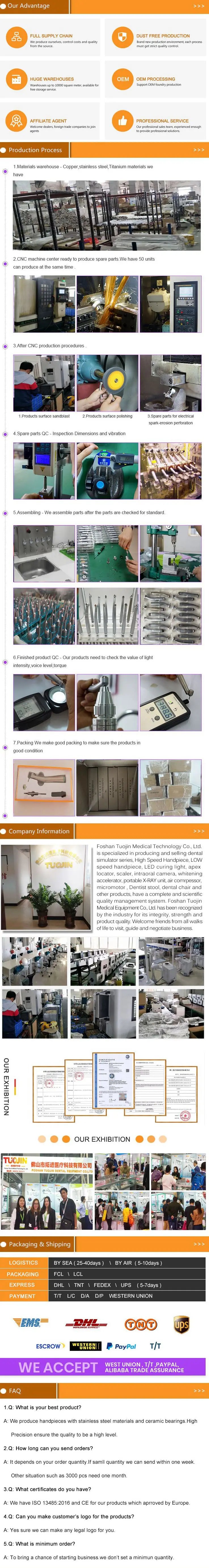 Resin Transparent Dog Cat Teeth Model Pet Dental Teeth Model Animal Resin Tooth Veterinary Dental Teaching