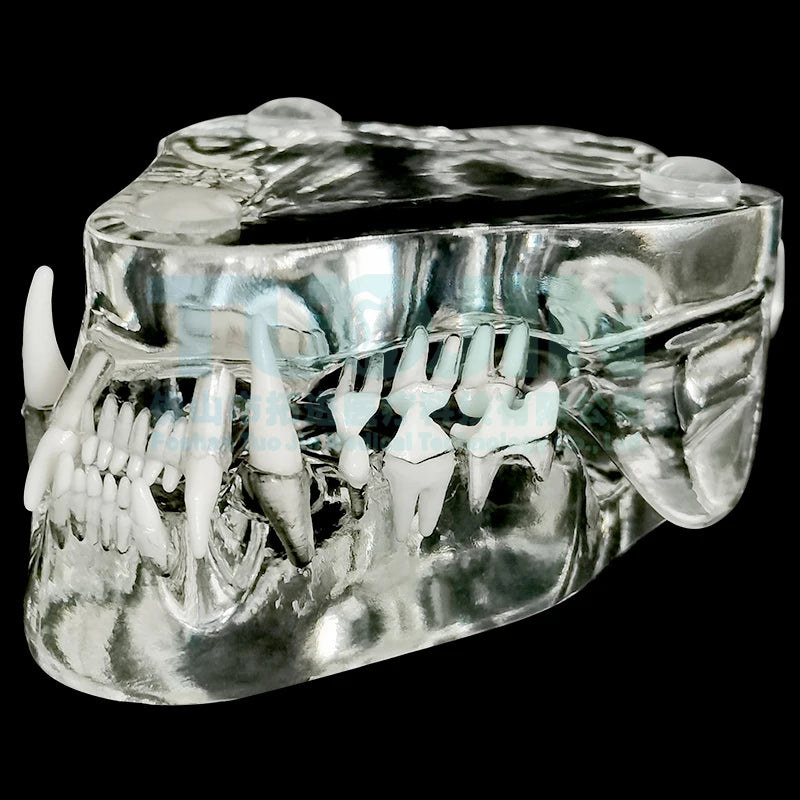 Resin Transparent Dog Cat Teeth Model Pet Dental Teeth Model Animal Resin Tooth Veterinary Dental Teaching