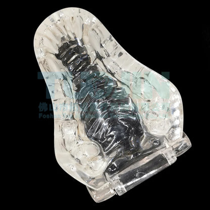 Resin Transparent Dog Cat Teeth Model Pet Dental Teeth Model Animal Resin Tooth Veterinary Dental Teaching