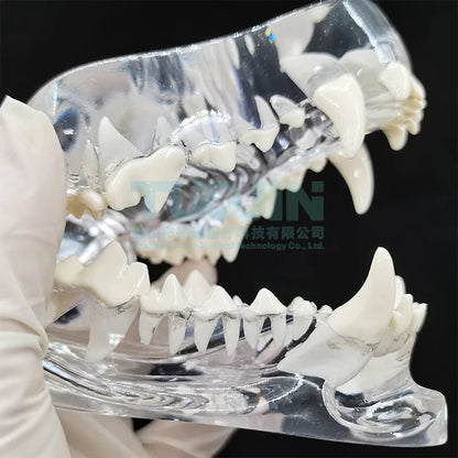 Resin Transparent Dog Cat Teeth Model Pet Dental Teeth Model Animal Resin Tooth Veterinary Dental Teaching