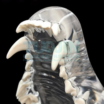 Resin Transparent Dog Cat Teeth Model Pet Dental Teeth Model Animal Resin Tooth Veterinary Dental Teaching