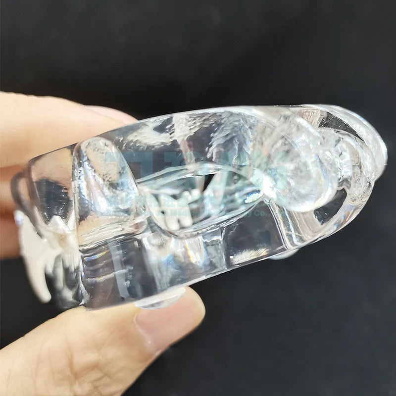 Resin Transparent Dog Cat Teeth Model Pet Dental Teeth Model Animal Resin Tooth Veterinary Dental Teaching