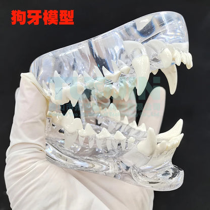 Resin Transparent Dog Cat Teeth Model Pet Dental Teeth Model Animal Resin Tooth Veterinary Dental Teaching
