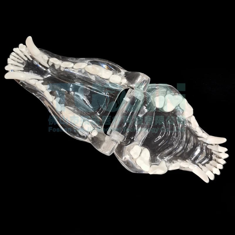 Resin Transparent Dog Cat Teeth Model Pet Dental Teeth Model Animal Resin Tooth Veterinary Dental Teaching