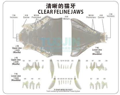 Resin Transparent Dog Cat Teeth Model Pet Dental Teeth Model Animal Resin Tooth Veterinary Dental Teaching