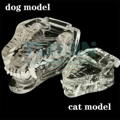 Resin Transparent Dog Cat Teeth Model Pet Dental Teeth Model Animal Resin Tooth Veterinary Dental Teaching