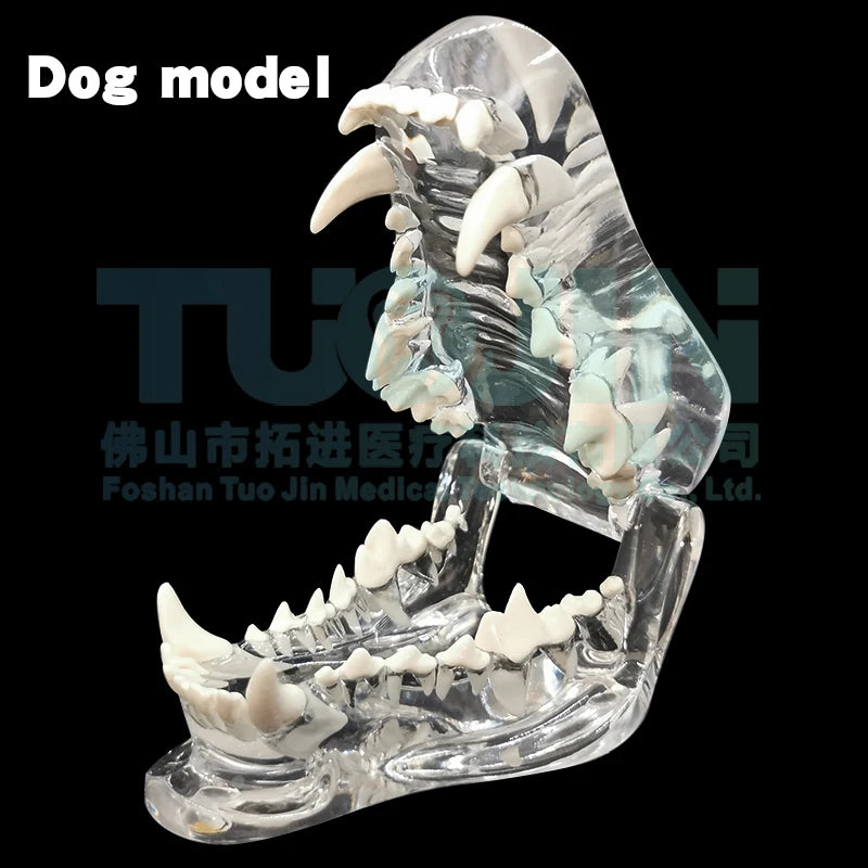 Resin Transparent Dog Cat Teeth Model Pet Dental Teeth Model Animal Resin Tooth Veterinary Dental Teaching