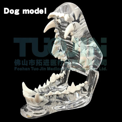 Resin Transparent Dog Cat Teeth Model Pet Dental Teeth Model Animal Resin Tooth Veterinary Dental Teaching