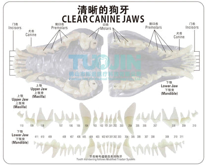 Resin Transparent Dog Cat Teeth Model Pet Dental Teeth Model Animal Resin Tooth Veterinary Dental Teaching